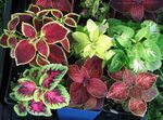 claret Indoor Plants Coleus Photo