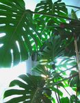 Сплит Листа Philodendron
