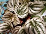 silfurgljáandi Ofn Planta, Vatnsmelóna Begonias, Elskan Gúmmí Planta, Peperomia mynd