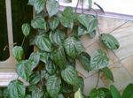 sötétzöld Szobanövények Celebesz Bors, Paprika Csodálatos kúszónövény, Piper crocatum fénykép