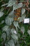 tarkabarka Szobanövények Celebesz Bors, Paprika Csodálatos kúszónövény, Piper crocatum fénykép