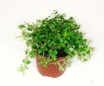 svetlo-zelena Sobne Rastline Topništvo Praprot, Miniaturni Peperomia, Pilea microphylla, Pilea depressa fotografija