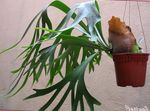 зелен Интериорни растения Staghorn Папрат, Elkhorns, Platycerium снимка