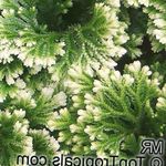 foto Selaginella Planta Herbácea descrição