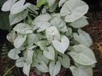 simli Kapalı bitkiler Syngonium tropik sarmaşık fotoğraf