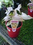 d'or des plantes en pot Syngonium une liane Photo