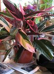 на петна Интериорни растения Triostar, Невъзможната За Растителна, Stromanthe sanguinea снимка
