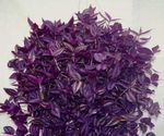 紫露草，