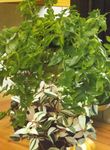 vert des plantes en pot Tradescantia,  Photo