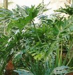 жасыл үй өсімдіктер Филодендрон Drevovidnyj, Philodendron Фото