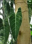 Philodendron Liaan