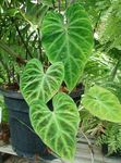 green Indoor Plants Philodendron liana, Philodendron  liana Photo