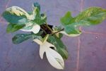 таңбада тап үй өсімдіктер Филодендрон Лиана лиана, Philodendron  liana Фото