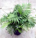 grøn Indendørs Planter Philodendron Liana, Philodendron  liana Foto