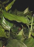 foto Aglaonema, Silver Evergreen Planta Herbácea descrição