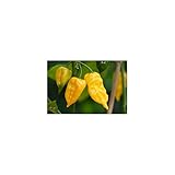 Semi di peperoncino Habanero Hot Lemon foto, miglior prezzo EUR 4,00 nuovo 2025