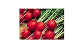 30x Ravanello Celesta F1 - Radicchio Seme Verdure KS581 foto, miglior prezzo EUR 8,58 nuovo 2025