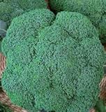 CAVOLO BROCCOLO RAMOSO CALABRESE NR.300 SEMI foto, miglior prezzo EUR 2,00 nuovo 2025