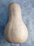 SEMI ZUCCA-BUTTERNUT-HOKKAIDO-TROMBETTA DìALBENGA-CAROSELLO SPUREDDA LECCESE foto, miglior prezzo EUR 12,00 nuovo 2025