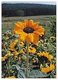 TROPICA - Girasole Soraya (Helianthus annuus) - 25 Semi- Girasoli foto, miglior prezzo EUR 3,50 nuovo 2025