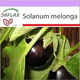 PLAT firm-SEMI SAFLAX - Melanzana - 20 semi - Solanum melonga foto, miglior prezzo EUR 10,64 nuovo 2025