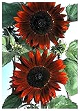 TROPICA - Girasole Claret F1 (Helianthus annuus) - 20 Semi- Girasoli foto, miglior prezzo EUR 3,50 nuovo 2024