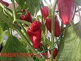 SEMI PEPERONCINO PIMENT D'ESPELETTE+PIMENT DE BRESSE foto, miglior prezzo EUR 7,50 nuovo 2025