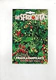 Fragola Rampicante (Semente) semi strawberry fragaria ananassa foto, miglior prezzo EUR 6,50 nuovo 2025