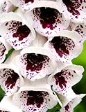 Semi di Digitalis Elsie Kelsey - Digitalis purpurea foto, miglior prezzo EUR 3,19 nuovo 2025