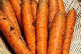 Carota