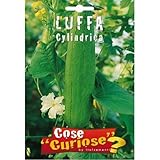 Semi - Luffa Cylindrica foto, miglior prezzo EUR 5,50 nuovo 2025