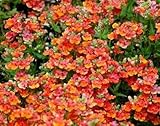 Nemesia Arancio Semi del principe - Nemesia strumosa foto, miglior prezzo EUR 3,39 nuovo 2025