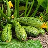 Semi di Zucchini Nimba - Cucurbita pepo foto, miglior prezzo EUR 3,19 nuovo 2025