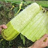 Semi Zucca Luffa foto, miglior prezzo EUR 7,39 nuovo 2025