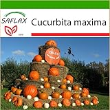 SAFLAX - Zucca gigante - 7 semi - Con substrato - Cucurbita maxima foto, miglior prezzo EUR 4,45 nuovo 2025