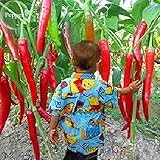 Giant spezie rare peperoncino piccante Red Pepper, 10 semi, verdure calde TS234T commestibili foto, miglior prezzo EUR 1,29 nuovo 2024