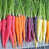 300pcs carota Semi 100% del seme reale Delicious dolce e semi di ortaggi sani carota giardino della casa Impianto misto libero foto, miglior prezzo EUR 10,99 nuovo 2024