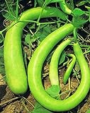 ZUCCA LUNGA SERPENTE DI SICILIA NR.20 SEMI foto, miglior prezzo EUR 3,30 nuovo 2025