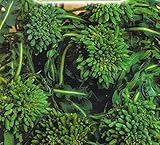 CAVOLO BROCCOLO SPIGARIELLO NR.300 SEMI foto, miglior prezzo EUR 2,00 nuovo 2025