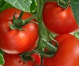 Tomaten Samen Tomaten Saat Saatgut Tomaten Tomatensamen Tomatensamen (IDEAL) Foto, bester Preis 3,00 € neu 2025