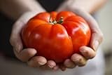 Semillas de tomate / Red jugosa gigante / aprox. 50 semillas / tomate gigante / semillas de hortalizas / autosuficiente Foto, mejor precio 4,49 € nuevo 2024