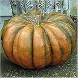 Packung mit 40 Samen, Märchen-Kürbiskernen (Cucurbita moschata) Foto, bester Preis 13,62 € neu 2024