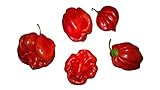 Habanero Sweet 10 Samen -Süße Habanero- Neu Foto, bester Preis 1,99 € neu 2025