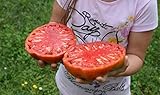 Portal Cool 25 semillas de tomate gigante filete (filete de Super Tomate) Foto, mejor precio 3,99 € nuevo 2024