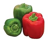 Burpee 'Sweet Candy Apple' Hybrid | Bell Pepper Photo, best price $8.38 ($0.28 / Count) new 2024