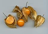 30 Semillas -Physalis peruviana- By Samenchilishop Foto, mejor precio 1,69 € nuevo 2024