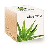 Feel Green 296244 Ecocube Aloe Vera, Nachhaltige Geschenkidee (100% Eco Friendly), Grow Your Own/Anzuchtset, Pflanzen Im Holzwürfel, Made in Austria Foto, bester Preis 8,59 € neu 2024