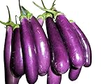 1000 Samen -Riesen Aubergine- -solanum melongena var. esculentum- Foto, bester Preis 6,99 € neu 2024