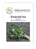 Kohlsamen Emerald Ice Bündelkohl Portion Foto, bester Preis 2,95 € neu 2024