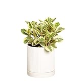 Greendigs Peperomia Plant in White Ceramic Fluted 5-Inch Pot - Pet-Friendly Houseplant, Pre-potted with Premium Soil Photo, best price $34.73 new 2024